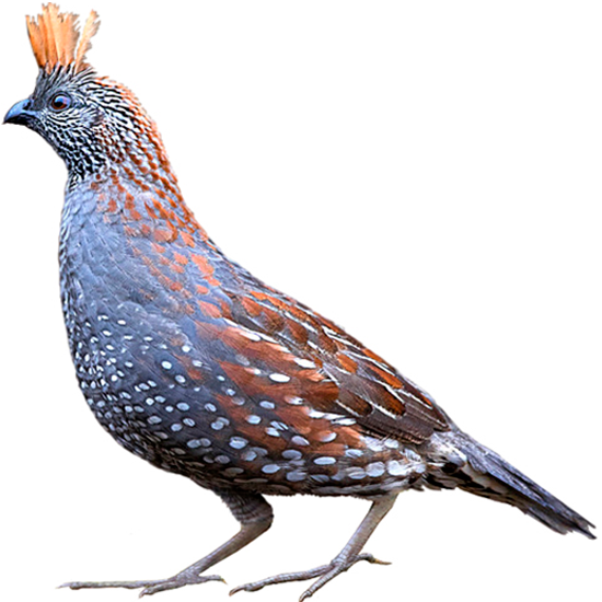 Elegant Quail